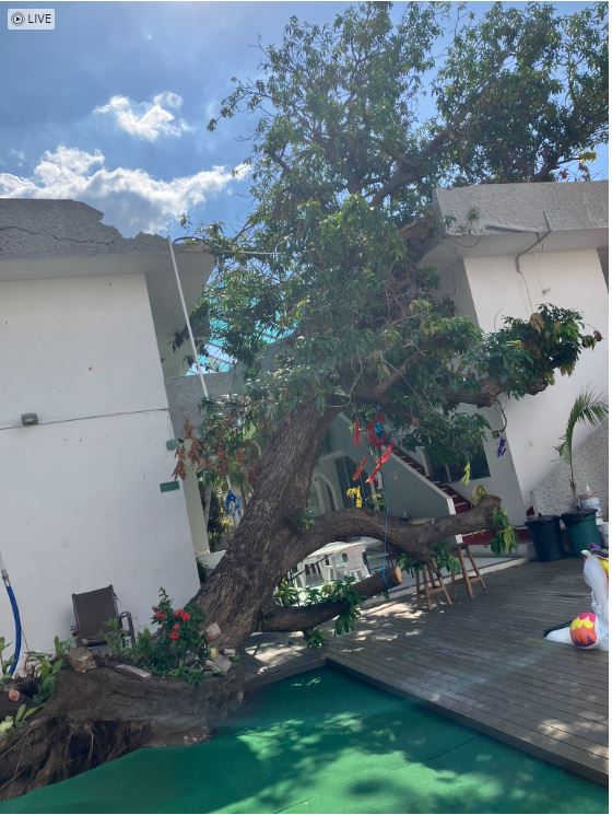 Fallen tree within hotel courtyard near pool deck